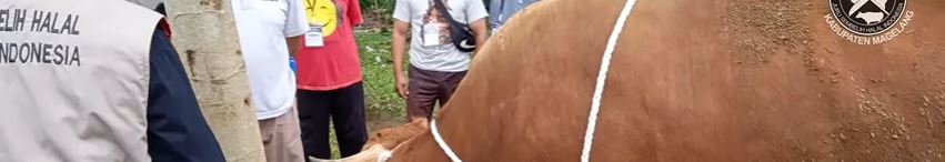 Metode Burley & Rope Squeeze Dalam Merubuhkan Sapi (DPD JULEHA KAB. MAGELANG)